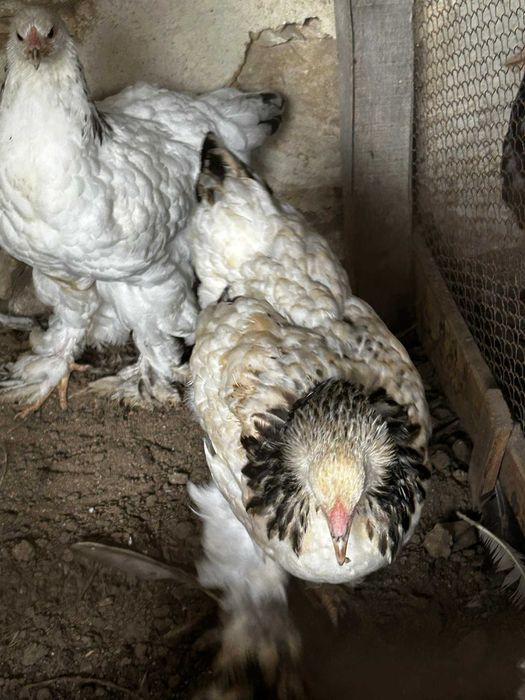 Продавам кокошки брами