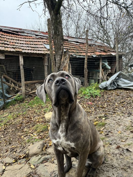 Femela Cane corso