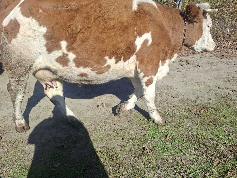 Vaca baltata romaneasca