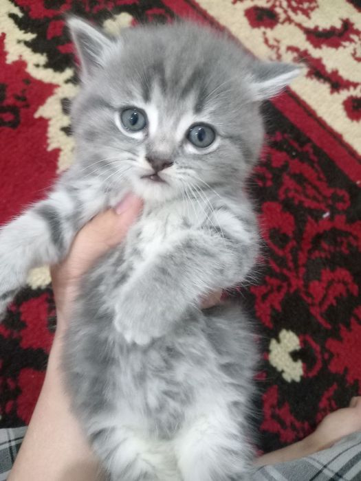 Продаю породистых котят скотишфолд и скотишстрайт