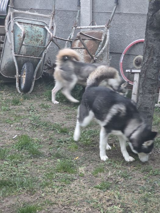 Donez câinii Husky siberian