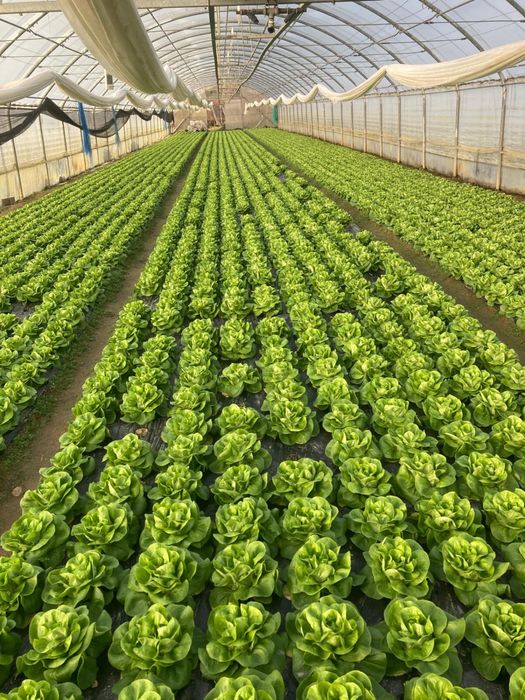 Salata verde de solar