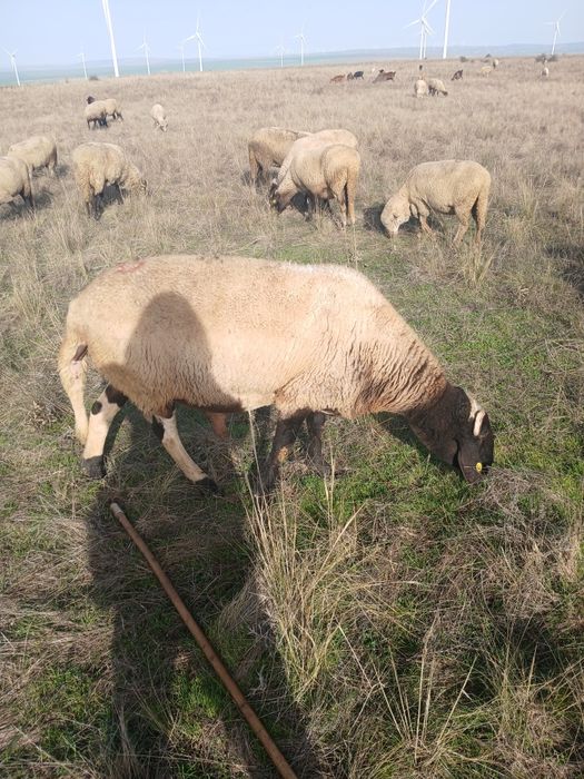 Berbec carabas de vânzare 20 milioane