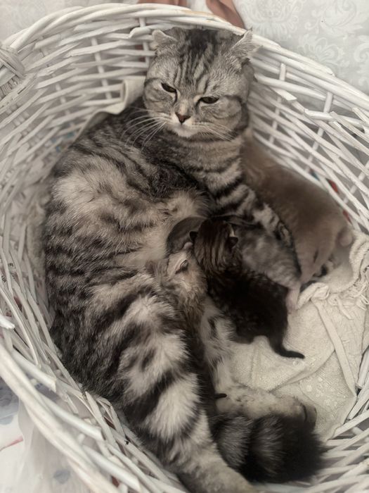 Продам британских котят вислоухие