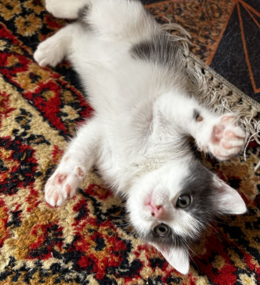Котята бесплатно