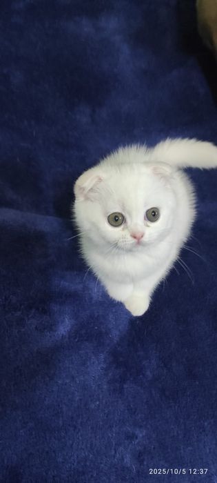 Scottish fold  albi femela și mascul.