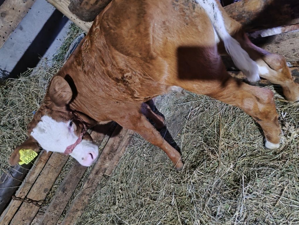 Vând  două vițele belga și un tăuraș limuzin
