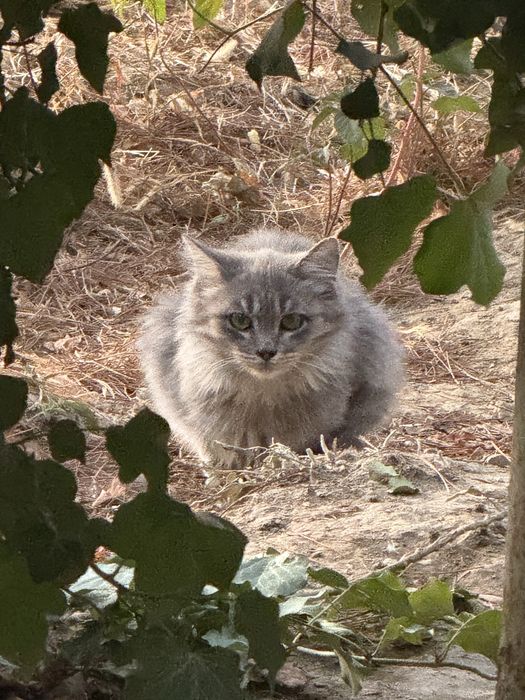 Красивый домашний пепельный котенок девочка