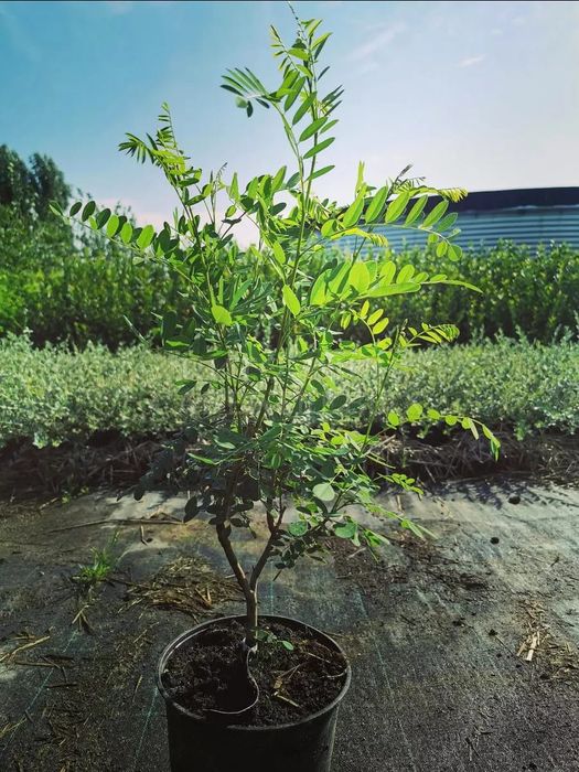 Продам саженцы Сирень, Акация