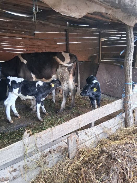 Vând 2tauras și o vitea