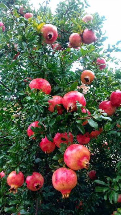 Rodie Melo Dolce la ghiveci anul 4