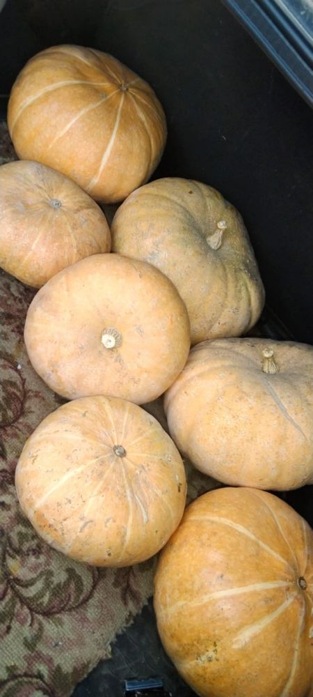 продам тыквы, разных размеров