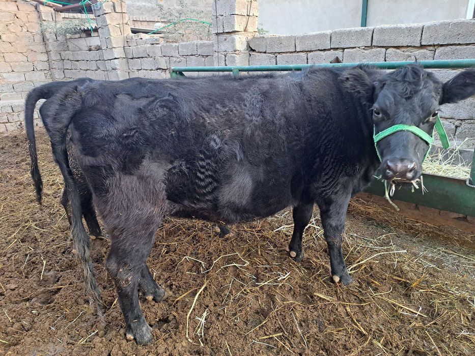 Zotdor Angus mollar sotiladi.