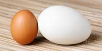 Продаются гусинные яйца для инкубации