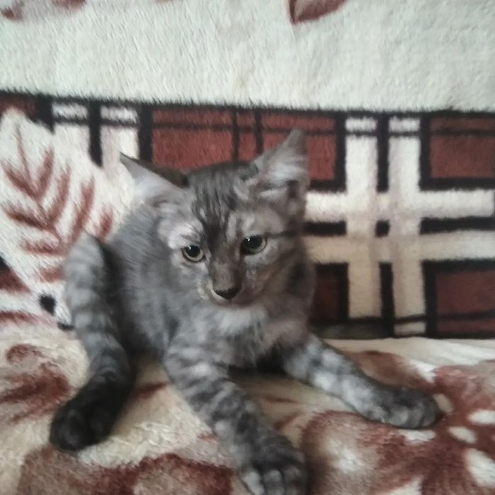 Отдам в добрые руки