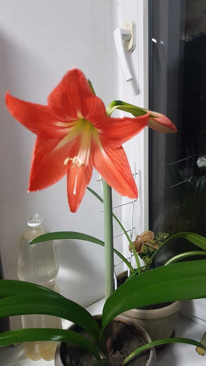 Комнатный цветок Гиппеаструм