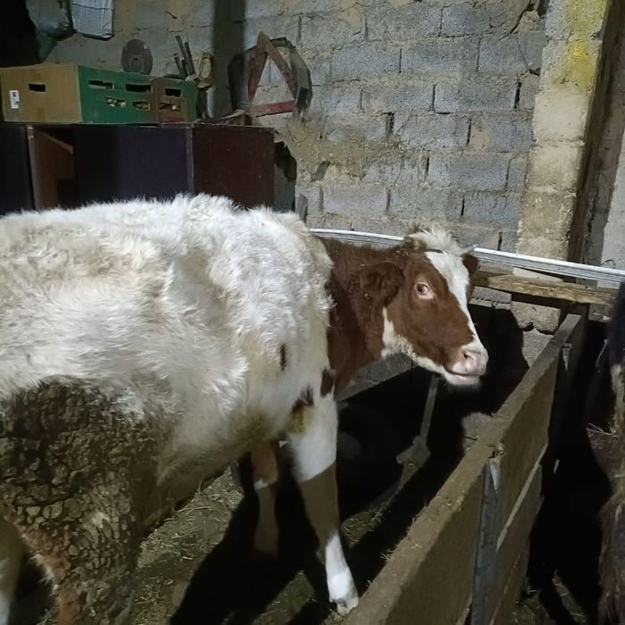 Тана Сиыр      .