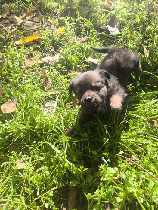 6 Сладури Търсят Дом!