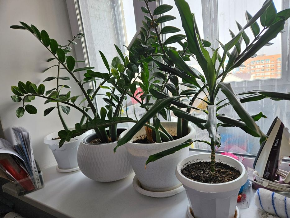 Домашние цветы по низким ценам