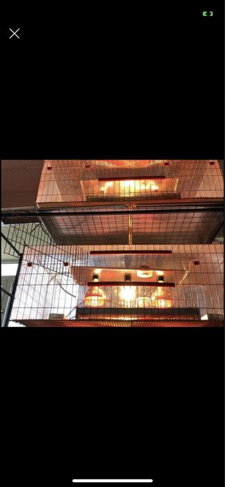 ***Maternitate pui de prepelita,găina,Gașca,fazani,rate,bibilici,etc