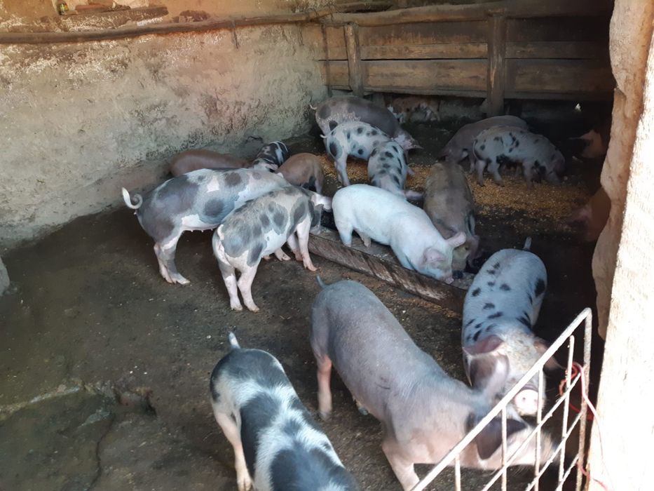 Vand porumb foarte frumos