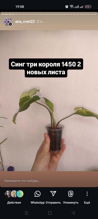 Продам цветы разные