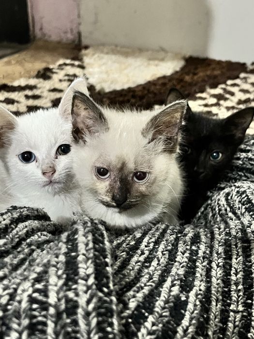 Отдам котят , бесплатно , белая девочка разноглазая , сиамская девочка