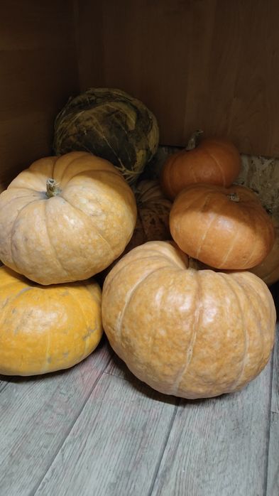 Продам домашнюю тыкву