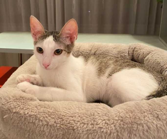 Adoptie pui de pisica, Alma