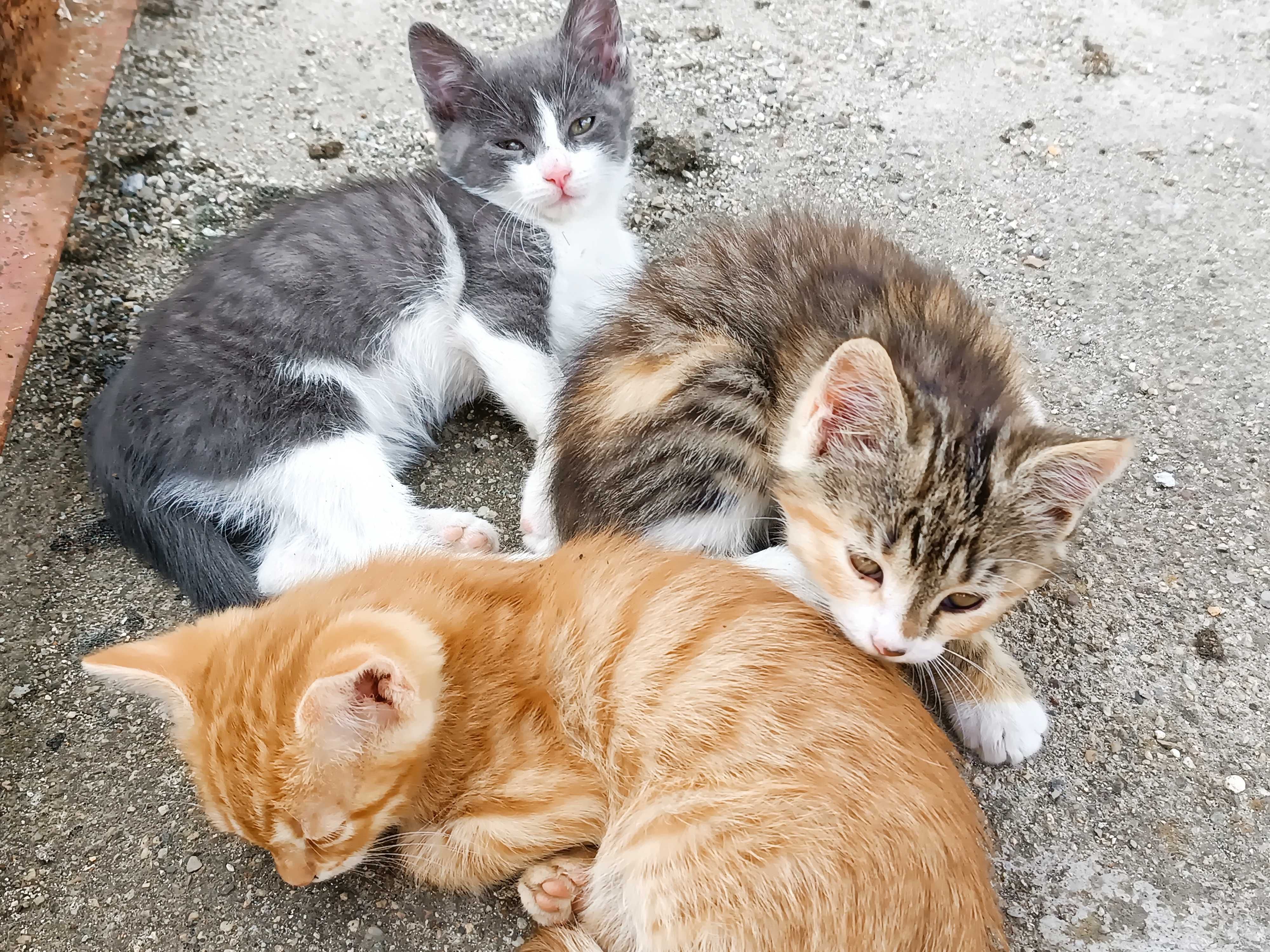 Подарявам котета