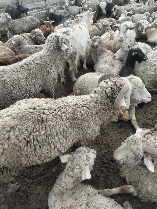 Carlani de vanzare 17 lei kg