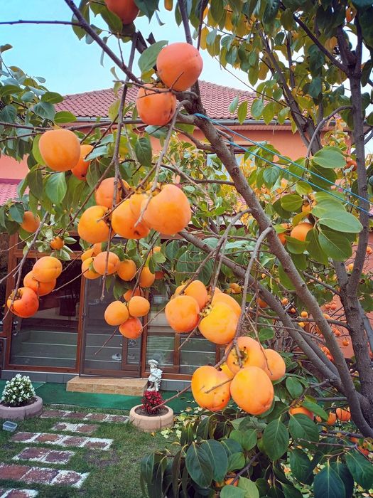 Kaki Vaniglia anul 4 la ghiveci