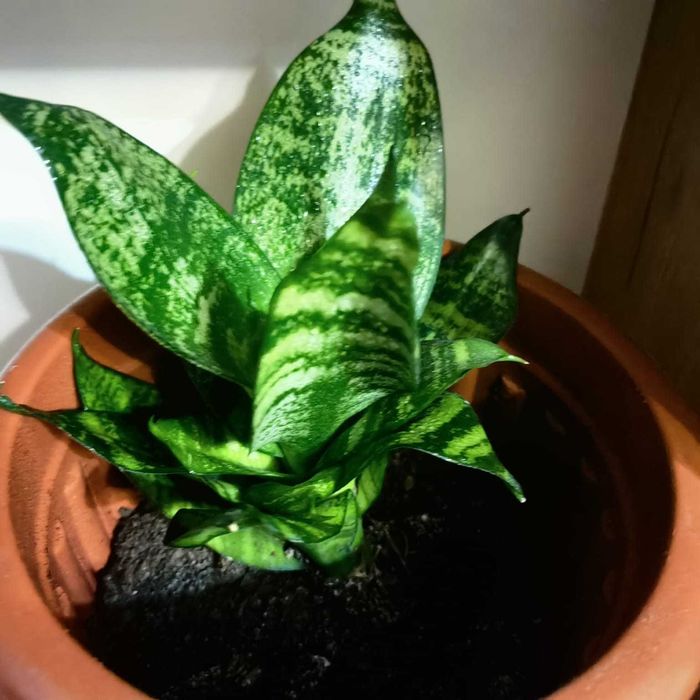 Сансевиерия - комнатный цветок