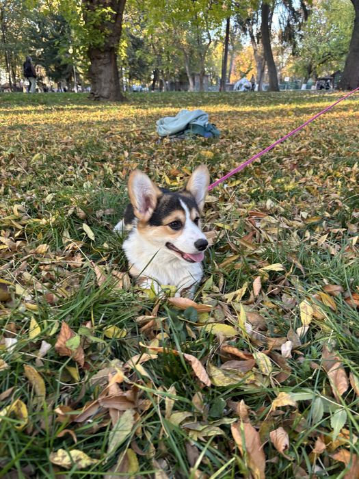 Corgi femela tricolor