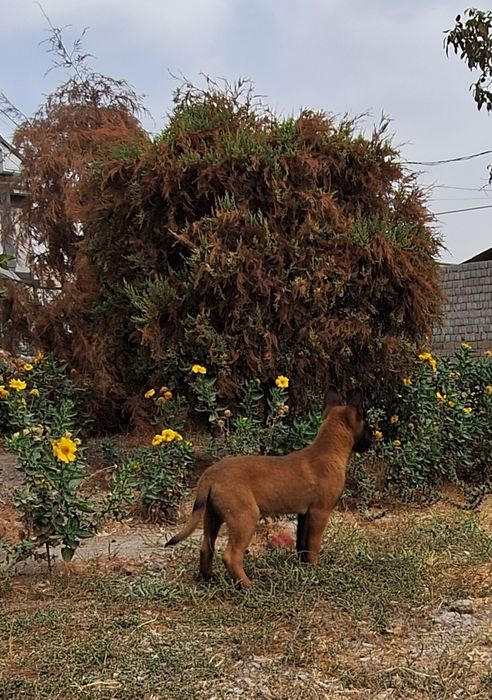 Продаются щенки бельгийская овчарка.