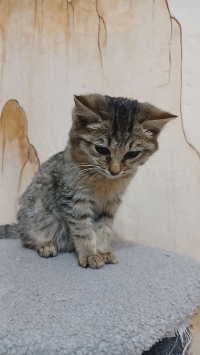 Отдам котёнка в хорошие руки