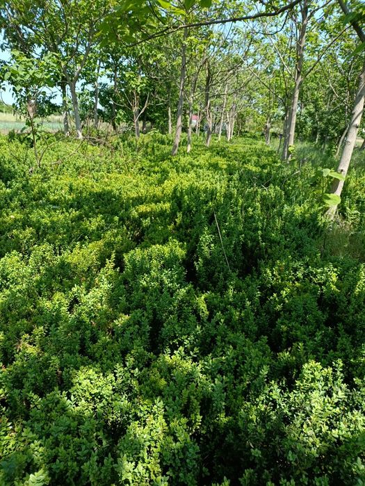 Gard viu Buxus globular