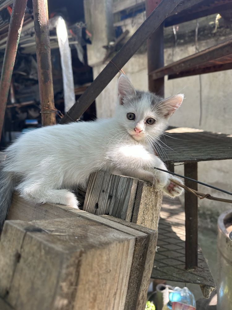 Малки котенца