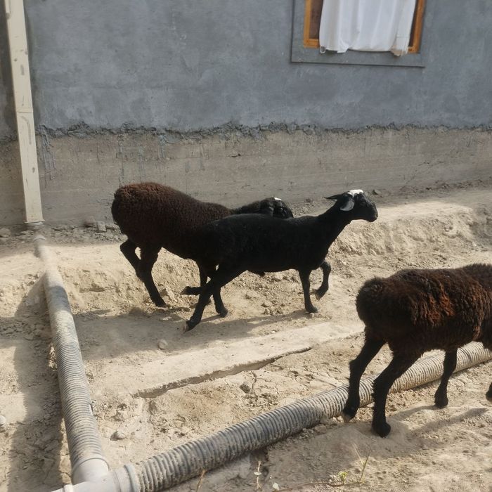 Quylar sotiladi arzon kutara narxda
