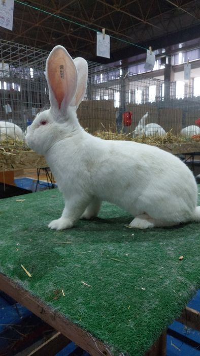 Iepure uriaș german alb mascul