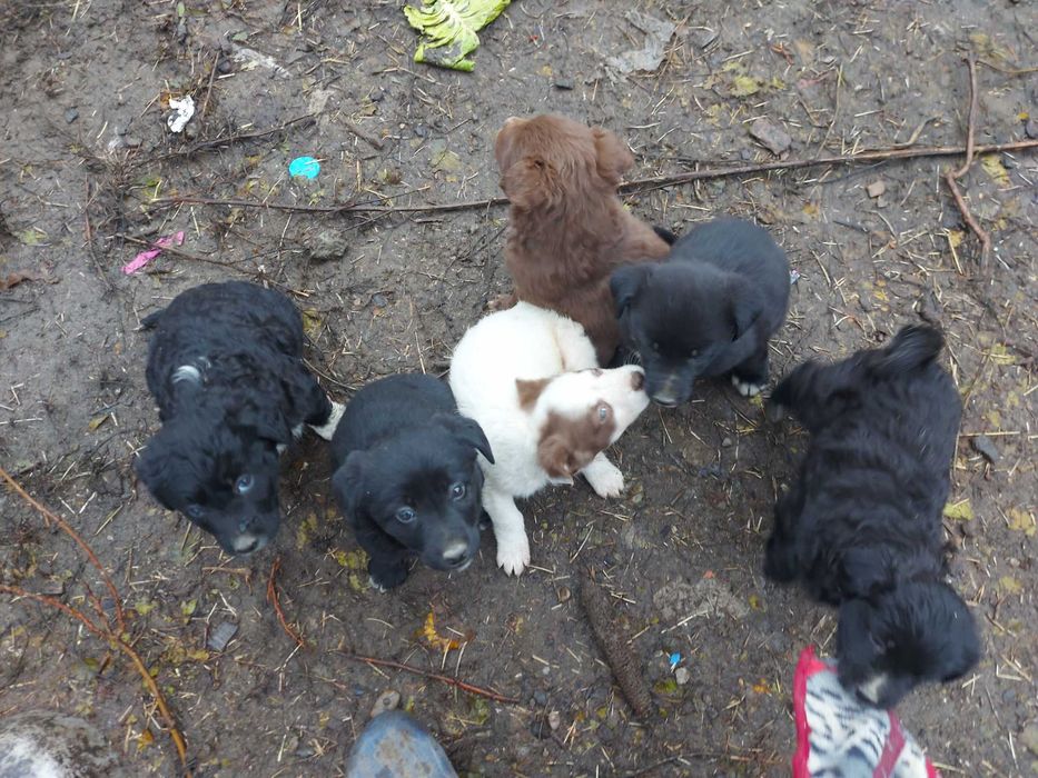 Donez catelusi jucausi