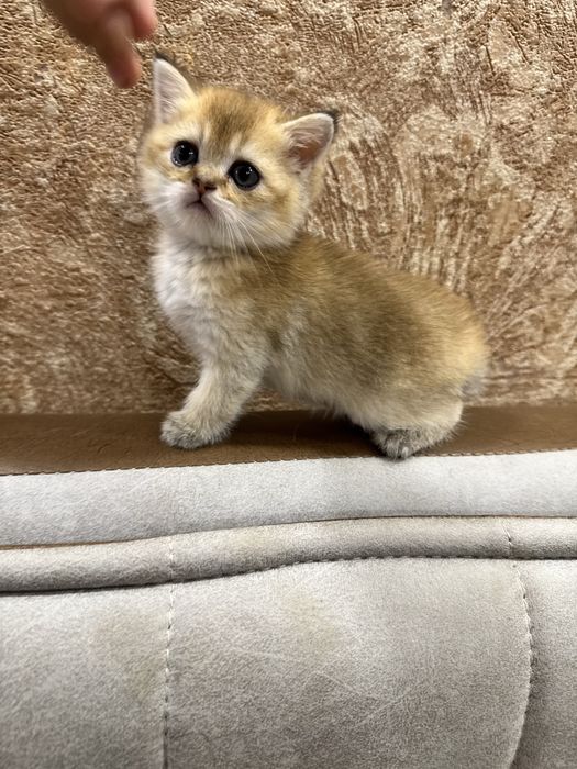 Продается золотая призолотая британская шиншилла.