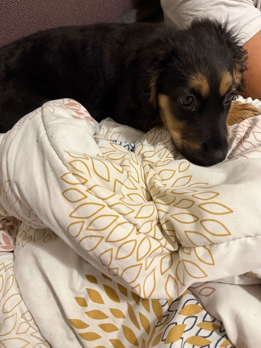 СПЕШНО!!! Подарявам женско кученце на 3 месеца