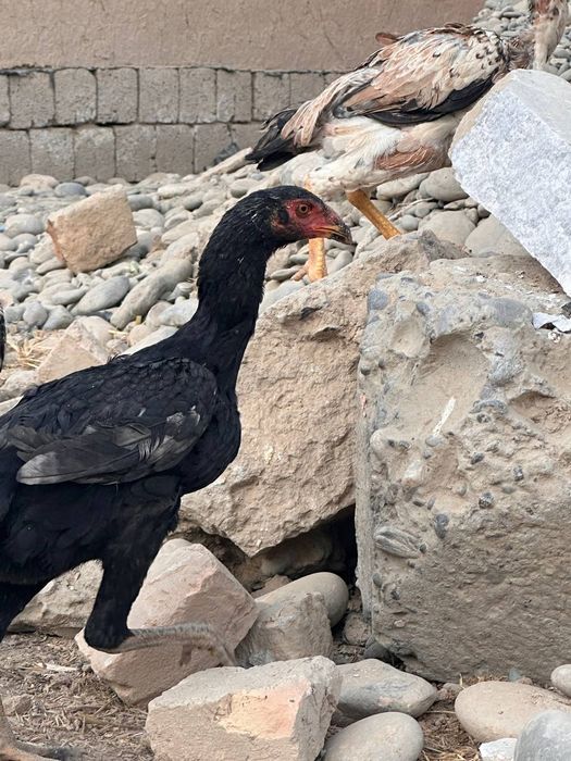 Куланги домашнее