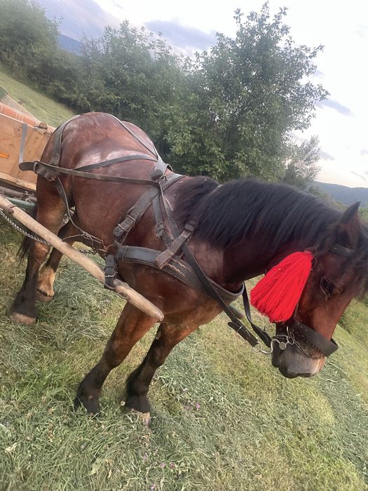 Vâd cal castrat de 4 ani garantat de tras