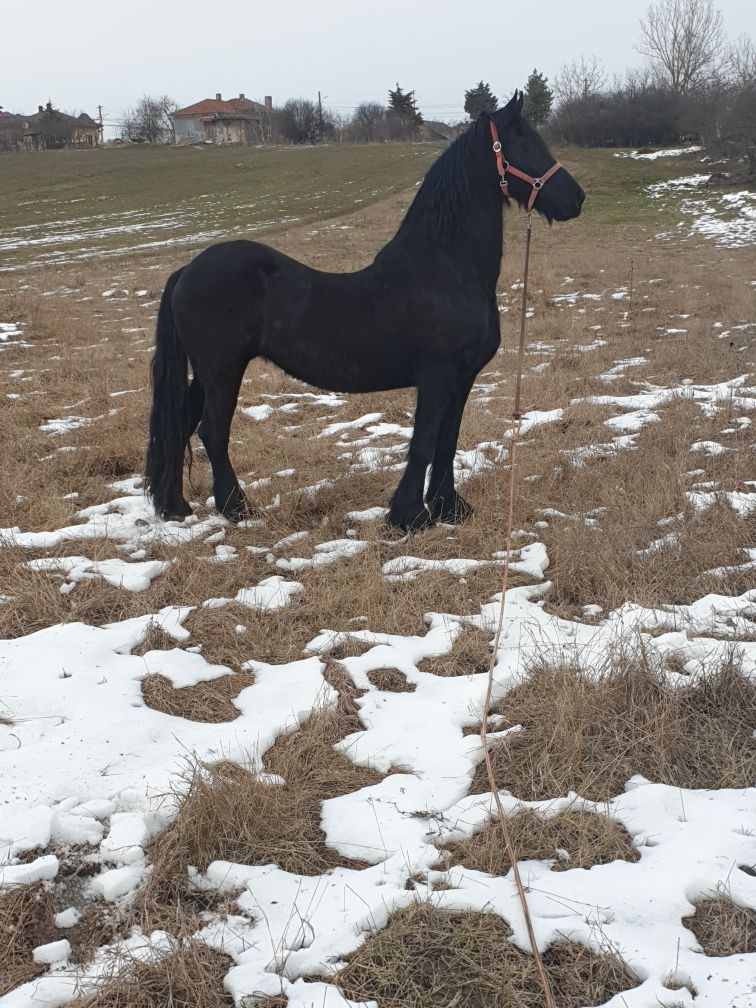 Iapă Friz cu Trăsură din lemn întreținută