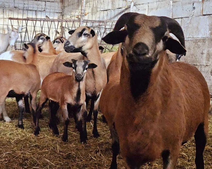 Miei si oi de camerun   Oi de carne   Oi care nu se tund   Oi speciale