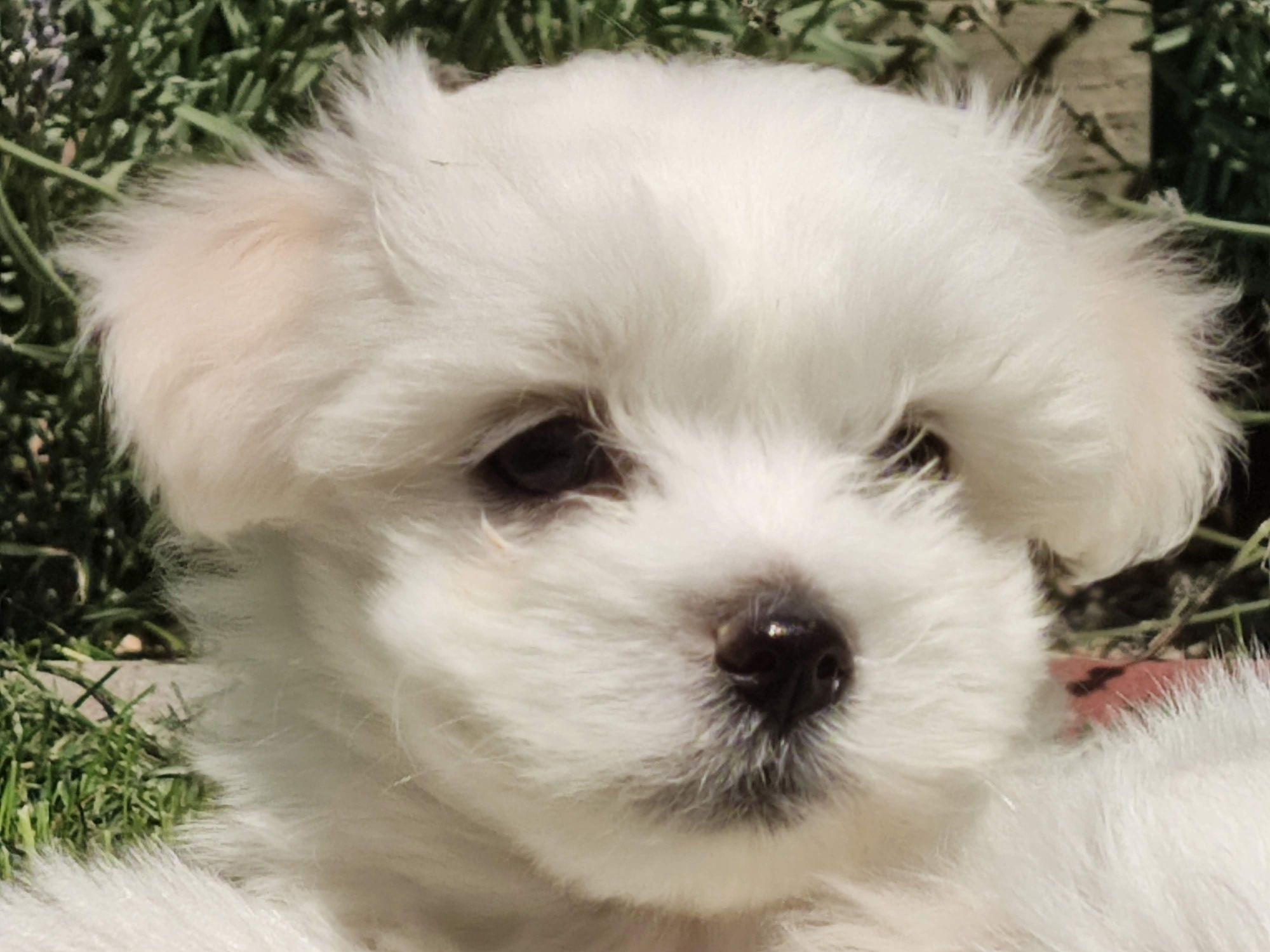 Băiețel Bichon maltese (maltez)