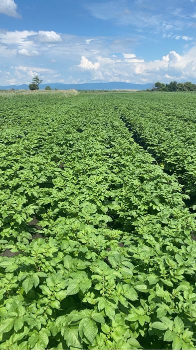 Cartofi consum red lady