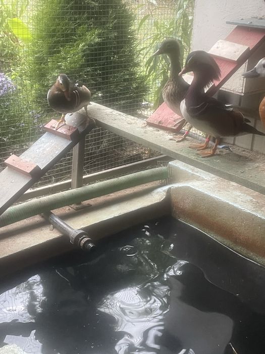 Pereche rațe mandarine si caroline